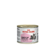 Feline hn babycat insti 10 195