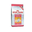 Feline hn kitten 36 2kg