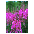 Fireweed ess 7,4ml