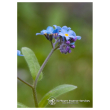 Forget me not ess 7,4ml calf