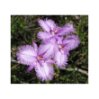 Fringed violet essenza 15ml