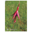 Fuchsia ess 7,4ml calf