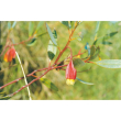 Fuchsia gum ess 15ml aust