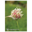 Garlic ess 7,4ml calf