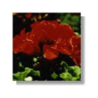 Geranium 15ml korte