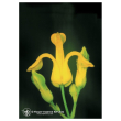Golden ear drops 7,4ml calf