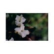 Gratefulness essenza 15ml