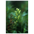 Green bog orchid ess7,4ml alsk