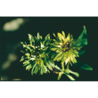 Green rose ess 15ml aust
