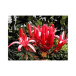 Gymea lily essenza 15ml