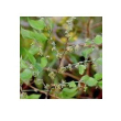 Hackberry 10 ml