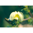 Hairy yellow pea ess 15ml