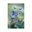 Happy wanderer ess 15ml aust
