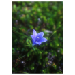 Harebell 7,4ml alaska
