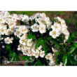 Hawthorn ess 7,4ml
