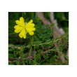 Hibbertia essenza 15ml