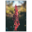 Hops bush ess 15ml aust
