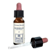Hornbeam original 10ml gocce