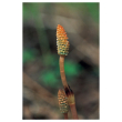 Horsetail ess 7,4ml alsk