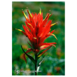 Indian paintbrush 7,4ml calf