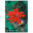 Indian pink ess 7,4ml calf