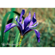 Iris ess 7,4ml calf