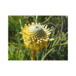 Isopogon essenza 15ml