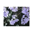 Jacaranda essenza 15ml