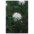 Labrador tea 7,4ml alaska
