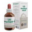 Les ampelopsis weitchii gocce