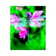 Libellula dragonfly ess 30ml