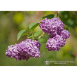 Lilac ess 7,4ml