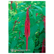 Love lies bleeding 7,4ml calf
