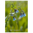 Lungwort ess 7,4ml