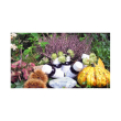 Lvs 32n allium sativum compatta