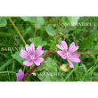 Malva 100ml gocce