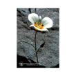 Mariposa lily ess 7,4ml calf