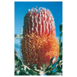Menzies banskia ess 15ml aust