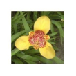 Mexican shell flower 10ml