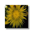 Milk thistle 15ml korte