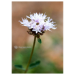 Mountain pennyroyal 7,4ml calf