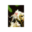 Msa aesculus hippoca 50ml