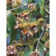 Msa castanea vesca 50ml