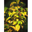 Msa cornus sanguinea 50ml