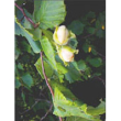 Msa corylus avellana 50ml