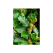 Msa fagus sylvatica 50ml