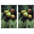Msa ficus carica 50 ml 2x50 ml gocce orali