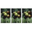 Msa ficus carica 50 ml 3x50 ml gocce orali