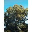 Msa fraxinus excels 50ml