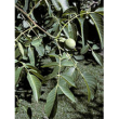 Msa juglans regia 50ml